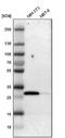 Latexin antibody, NBP1-86079, Novus Biologicals, Western Blot image 