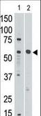 Sialic Acid Binding Ig Like Lectin 8 antibody, LS-C97831, Lifespan Biosciences, Western Blot image 