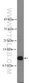 Parvalbumin antibody, 26521-1-AP, Proteintech Group, Western Blot image 