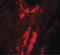 Vinculin antibody, LS-B10133, Lifespan Biosciences, Immunofluorescence image 