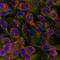 Niban Apoptosis Regulator 2 antibody, A09391, Boster Biological Technology, Immunohistochemistry frozen image 