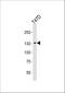 ATPase Family AAA Domain Containing 2 antibody, A03855, Boster Biological Technology, Western Blot image 