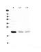 BCL2 Interacting Protein 3 antibody, A01469, Boster Biological Technology, Western Blot image 