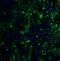 Hes Family BHLH Transcription Factor 5 antibody, 8055, ProSci, Immunofluorescence image 