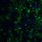 Transcription factor HES-5 antibody, 8055, ProSci, Immunofluorescence image 