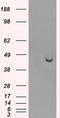 Protein Phosphatase Methylesterase 1 antibody, LS-C114846, Lifespan Biosciences, Western Blot image 