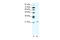 Twist Family BHLH Transcription Factor 1 antibody, 28-767, ProSci, Enzyme Linked Immunosorbent Assay image 