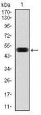 Eukaryotic Translation Initiation Factor 4B antibody, NBP2-37488, Novus Biologicals, Western Blot image 