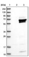 H2.0 Like Homeobox antibody, PA5-52232, Invitrogen Antibodies, Western Blot image 