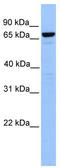 PID antibody, TA339101, Origene, Western Blot image 