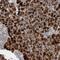 Fas Binding Factor 1 antibody, NBP1-90863, Novus Biologicals, Immunohistochemistry frozen image 
