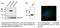 RAB5B, Member RAS Oncogene Family antibody, AB0012-200, SICGEN, Western Blot image 