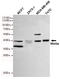 Wnt Family Member 3A antibody, M00636, Boster Biological Technology, Western Blot image 