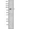 Cadherin 6 antibody, abx148802, Abbexa, Western Blot image 