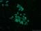 Retinol Binding Protein 7 antibody, 14541-1-AP, Proteintech Group, Immunofluorescence image 