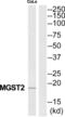 Microsomal Glutathione S-Transferase 2 antibody, abx014581, Abbexa, Western Blot image 