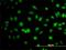 Elongin A antibody, H00006924-M02, Novus Biologicals, Immunofluorescence image 