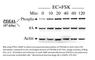 Phosphodiesterase 4A antibody, PPD4-140AP, FabGennix, Western Blot image 