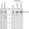 NFASC antibody, MAB3235, R&D Systems, Western Blot image 