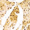 Lamin A/C antibody, LS-C330867, Lifespan Biosciences, Immunohistochemistry frozen image 