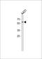 Paired Box 3 antibody, PA5-35309, Invitrogen Antibodies, Western Blot image 