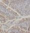 Potassium Voltage-Gated Channel Subfamily J Member 13 antibody, FNab04589, FineTest, Immunohistochemistry paraffin image 