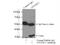 Autophagy Related 16 Like 2 antibody, 24322-1-AP, Proteintech Group, Immunoprecipitation image 