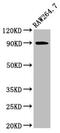 Valosin Containing Protein antibody, CSB-PA025813LA01HU, Cusabio, Western Blot image 