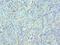 ETS Variant 6 antibody, LS-C375683, Lifespan Biosciences, Immunohistochemistry frozen image 