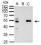 Paired Box 8 antibody, LS-C185416, Lifespan Biosciences, Immunoprecipitation image 