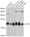 RAP1A, Member Of RAS Oncogene Family antibody, GTX64554, GeneTex, Western Blot image 