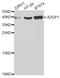 Alpha-2-Glycoprotein 1, Zinc-Binding antibody, STJ27318, St John