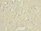 Cell Division Cycle 26 antibody, LS-C399580, Lifespan Biosciences, Immunohistochemistry paraffin image 