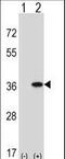 G Protein Subunit Alpha Q antibody, LS-B9083, Lifespan Biosciences, Western Blot image 