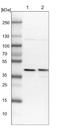 Paired Like Homeodomain 2 antibody, NBP1-91708, Novus Biologicals, Western Blot image 