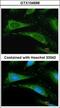 Peptidylprolyl Isomerase A antibody, GTX104698, GeneTex, Immunofluorescence image 