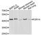 Pyrimidinergic Receptor P2Y4 antibody, MBS126574, MyBioSource, Western Blot image 