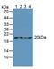 Actin Related Protein 2 antibody, MBS2006057, MyBioSource, Western Blot image 