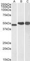 N-Myc Downstream Regulated 1 antibody, 45-938, ProSci, Enzyme Linked Immunosorbent Assay image 