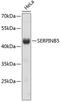 Serpin B5 antibody, 13-311, ProSci, Western Blot image 