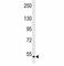 Mitogen-Activated Protein Kinase Kinase Kinase 20 antibody, F51004-0.4ML, NSJ Bioreagents, Western Blot image 