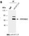 Protein Phosphatase 2 Regulatory Subunit Bgamma antibody, orb107119, Biorbyt, Immunoprecipitation image 