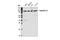 Karyopherin Subunit Beta 1 antibody, 51186S, Cell Signaling Technology, Western Blot image 