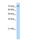 Splicing Factor Proline And Glutamine Rich antibody, NBP1-57303, Novus Biologicals, Western Blot image 