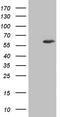 IKAROS Family Zinc Finger 3 antibody, NBP2-46048, Novus Biologicals, Western Blot image 