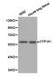 Cytochrome P450 Family 1 Subfamily A Member 1 antibody, LS-C192745, Lifespan Biosciences, Western Blot image 