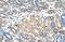 WD Repeat Domain 4 antibody, A10150, Boster Biological Technology, Immunohistochemistry frozen image 
