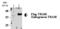 Toll Like Receptor Adaptor Molecule 2 antibody, ALX-210-914-R050, Enzo Life Sciences, Western Blot image 