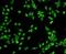 PBP antibody, orb214424, Biorbyt, Immunocytochemistry image 