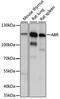 ABR Activator Of RhoGEF And GTPase antibody, orb538289, Biorbyt, Western Blot image 